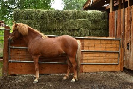  Raudi and her hay